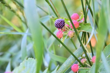 Red juicy ripe berries on blackberry bush. Organic blackberries harvest. Clusters of a wild raspberry with selective focus and blurred green leaves. Branch with red antioxidant berry. Growing berries 