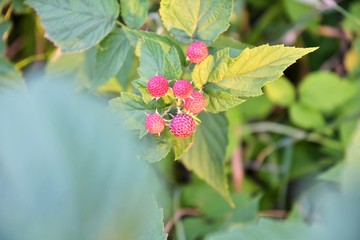 Red juicy ripe berries on blackberry bush. Organic blackberries harvest. Clusters of a wild raspberry with selective focus and blurred green leaves. Branch with red antioxidant berry. Growing berries 