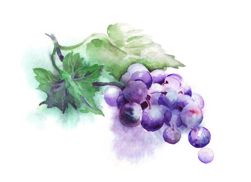 Watercolor Grape. Hand Painted Illustration.