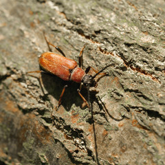  Rothalsbock (Stictoleptura rubra) auf einem Baumstamm im Wald im Sommer