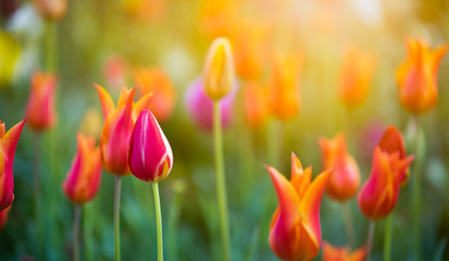 beautiful flowers tulips in the park and over light background selective to sort focus