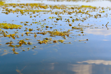 the plant on the water surface