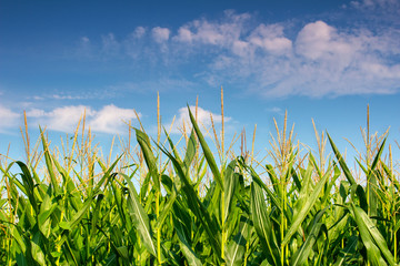 Obraz premium summer landscape corn field against blue sky and clouds