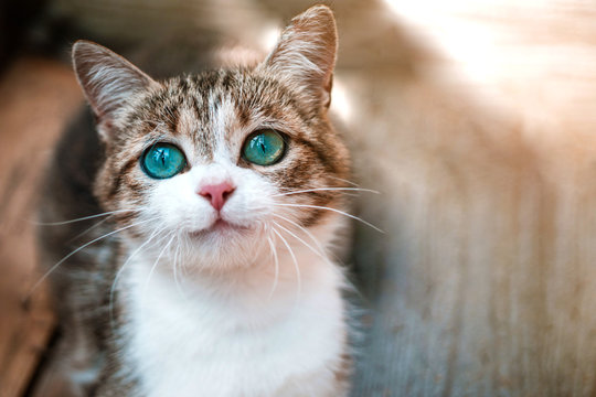 cat's face with big aquamarine eyes close-up. cat with white muzzle and white collar