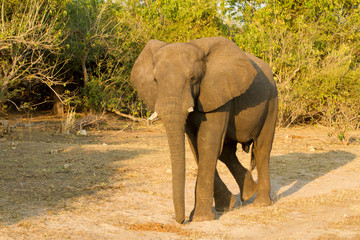 Obraz premium elephant walking in AFrican landscape