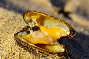 opened mussel on the beach
