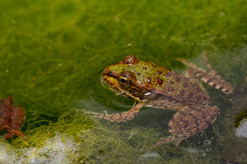 frog floating in algae