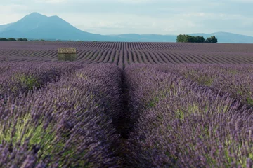 Gardinen Lavendel © Holger Schultz