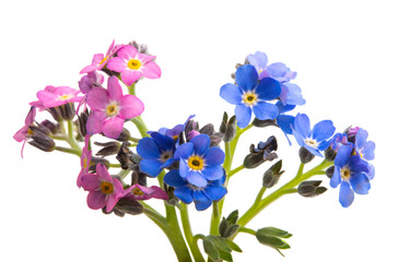 forget-me-not flower isolated