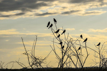 Obraz premium Silhouettes of black birds at the end of the afternoon