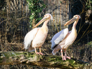 Rosa Pelikan wasservogel -Pelecanidae Pelecanus