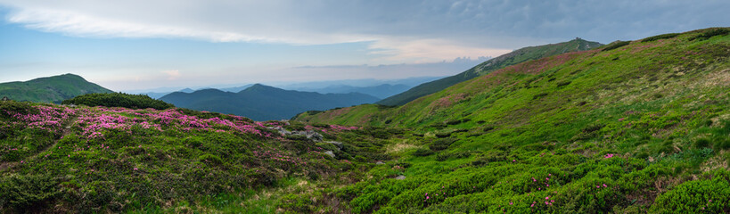 Pink rose rhododendron flowers on summer mountain slope