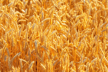 Golden wheat field, landscape. Ripening ears of wheat field, rich harvest concept. Rural scenery, sunlight