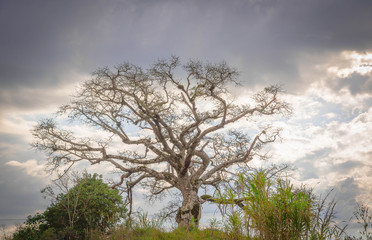 The ancient tree of Paineira and its mystery 01