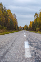 asphalt road in the autumn forest with green and yellow leaves on the branches and green grass on the roadside