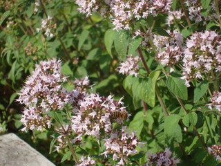 Flowers and plants Oríganum vulgare surrounded by bees.