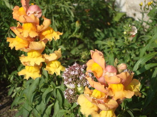 Flowers and plants Oríganum vulgare surrounded by bees.