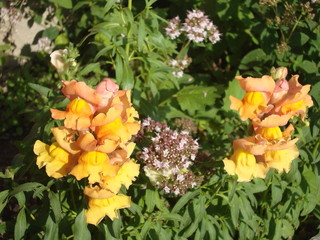 Fototapeta na wymiar Flowers and plants Oríganum vulgare surrounded by bees.