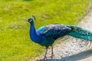 Blauer Pfau Pavo cristatus