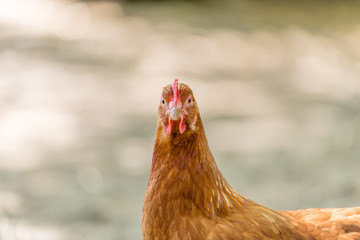 Rotes Haushuhn (gallus gallus) mit kamm 