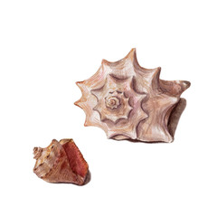 Set of different colorful seashells isolated on a white background. Beautiful watercolor illustration on the marine theme.