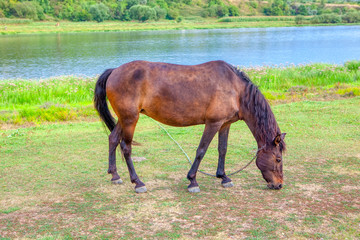 domestic brown horse grazing near river 