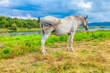 Obraz na płótnie Canvas beautiful white mare grazing on picturesque area 
