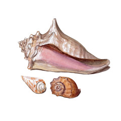 Set of different colorful seashells isolated on a white background. Beautiful watercolor illustration on the marine theme.