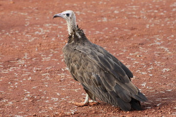 african vulture