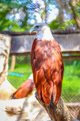 Brahminy Kite