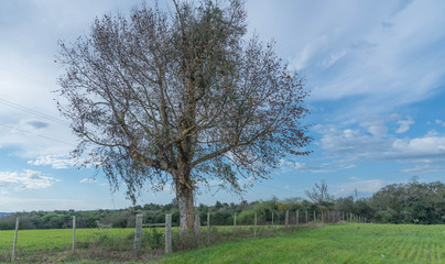 The old Poplar and the contrast between the blue and the green