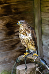 Falken in der Holzbox seitenansicht