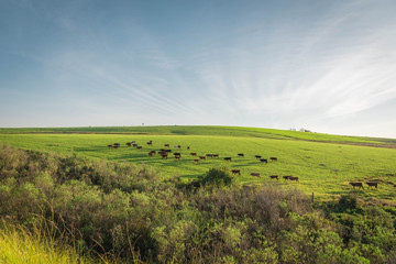 Fototapeta na wymiar The pasture field and cattle herd 10