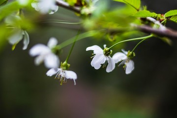 Flower spring white