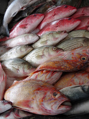 Close up full frame view of fresh caught fish displayed for sale at a fish market