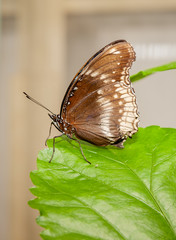 Obraz na płótnie Canvas farfalla, tropicale, lepidottero, insetto, volare