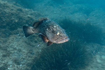 Obraz premium Dusky grouper (Epinephelus marginatus)