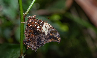 farfalla, tropicale, lepidottero, insetto, volare
