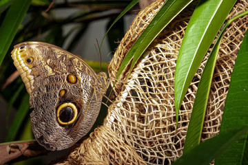 Fototapeta premium farfalla, tropicale, lepidottero, insetto, volare