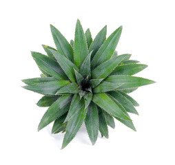 pineapple slice on white background