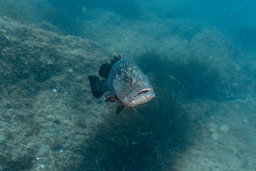 Fototapeta premium Dusky grouper (Epinephelus marginatus)