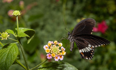 Obraz premium farfalla, tropicale, lepidottero, insetto, volare