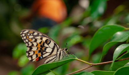 farfalla, tropicale, lepidottero, insetto, volare