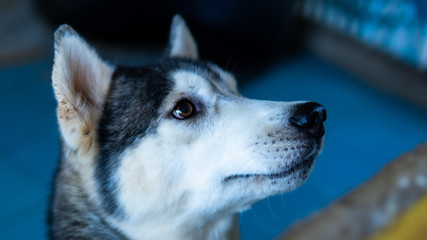 Close up siberian husky 