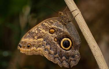 Farfalla, tropicale, lepidottero, 