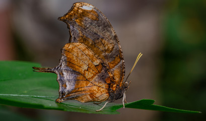 Farfalla, tropicale, lepidottero, 