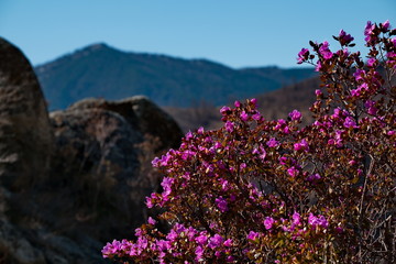 Russia. Mountain Altai. Chuyskiy tract in the period of the flowering of Maralnik (Rhododendron Ledebourii).