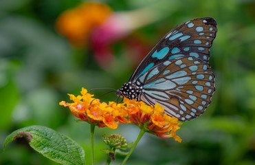 Obraz premium Farfalla, tropicale, lepidottero, 