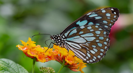Farfalla, tropicale, lepidottero, 