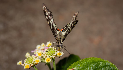 Farfalla, tropicale, lepidottero, 
